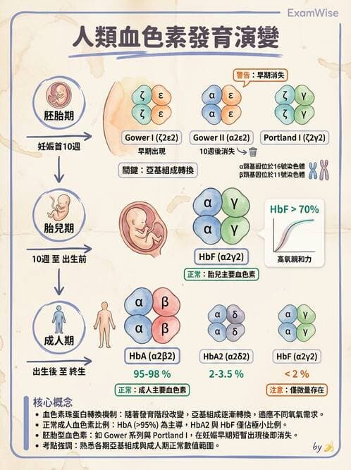 醫檢師 - 紅血球生理與形態 - AI 圖文解析預覽