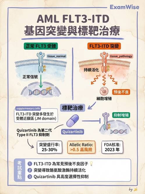 醫檢師 - 急性白血病 - AI 圖文解析預覽