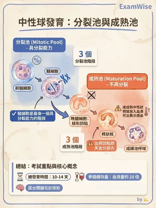 醫檢師 - 白血球生理與形態 - AI 圖文解析預覽