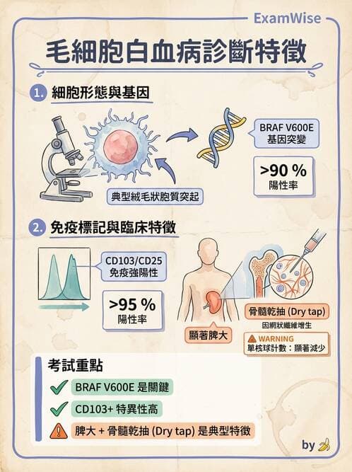 醫檢師 - 淋巴瘤、漿細胞疾病與白血球異常 - AI 圖文解析預覽