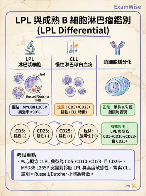 醫檢師 - 淋巴瘤、漿細胞疾病與白血球異常 - AI 圖文解析預覽