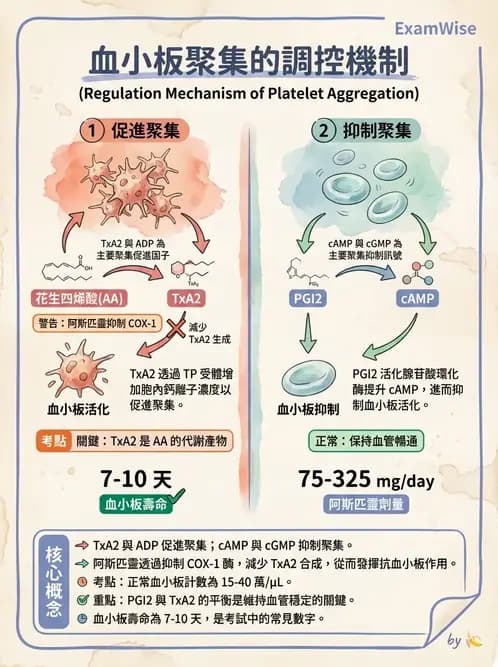 醫檢師 - 血小板與止血生理 - AI 圖文解析預覽