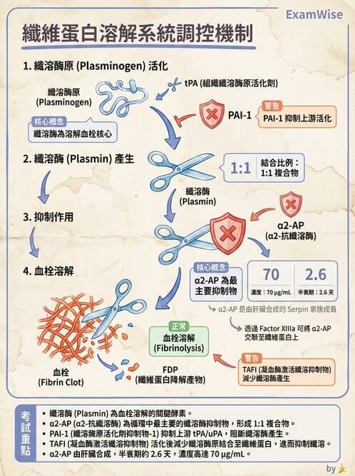 醫檢師 - 凝血因子與凝血檢驗 - AI 圖文解析預覽
