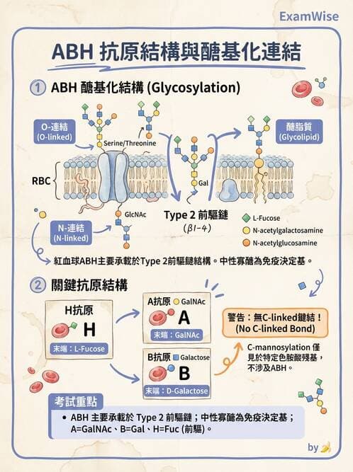醫檢師 - 紅血球抗原與血型系統 - AI 圖文解析預覽