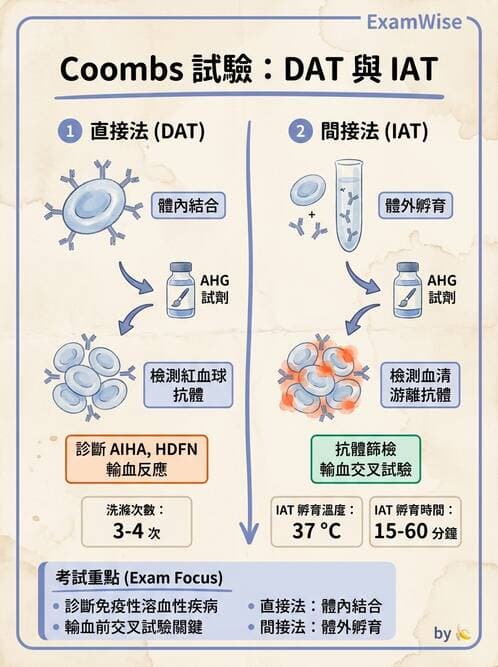醫檢師 - 紅血球抗原與血型系統 - AI 圖文解析預覽