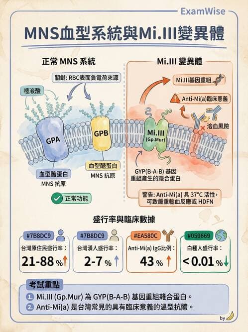 醫檢師 - 紅血球抗原與血型系統 - AI 圖文解析預覽