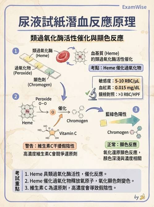 醫檢師 - 尿液化學檢驗 - AI 圖文解析預覽