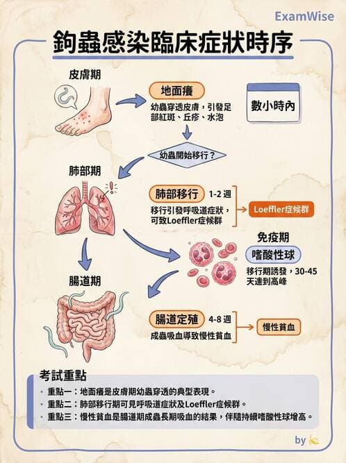 醫檢師 - 寄生蟲檢查-蠕蟲類 - AI 圖文解析預覽