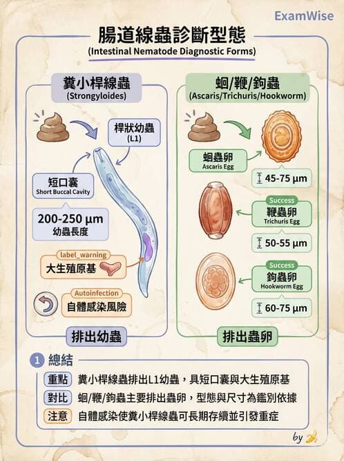醫檢師 - 寄生蟲檢查-蠕蟲類 - AI 圖文解析預覽