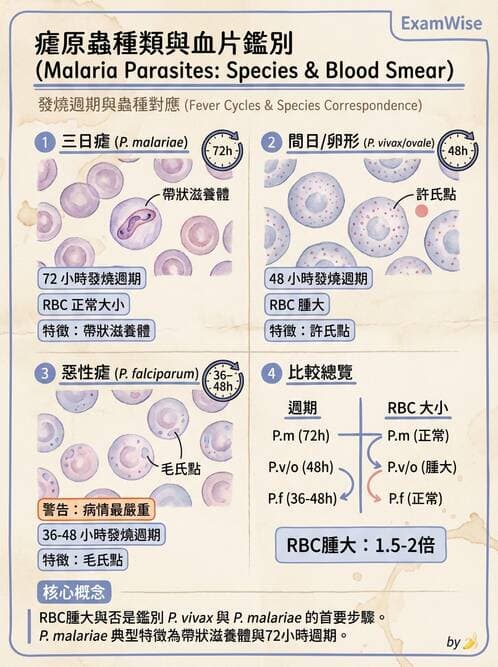 醫檢師 - 寄生蟲檢查-原蟲類 - AI 圖文解析預覽