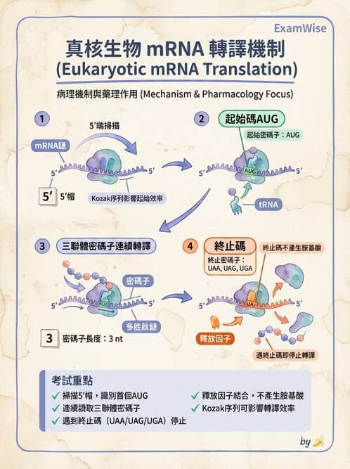 醫檢師 - 基礎分子生物學 - AI 圖文解析預覽