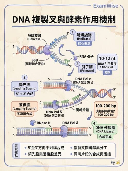 醫檢師 - 基礎分子生物學 - AI 圖文解析預覽