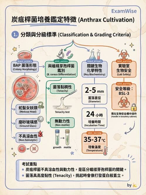 醫檢師 - 鏈球菌與其他革蘭氏陽性桿菌 - AI 圖文解析預覽