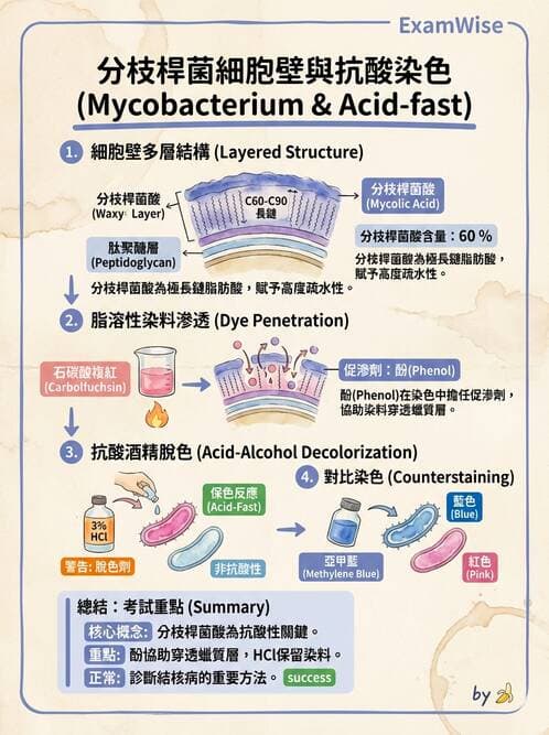 醫檢師 - 分枝桿菌 - AI 圖文解析預覽