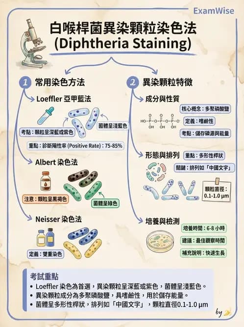 醫檢師 - 鏈球菌與其他革蘭氏陽性桿菌 - AI 圖文解析預覽