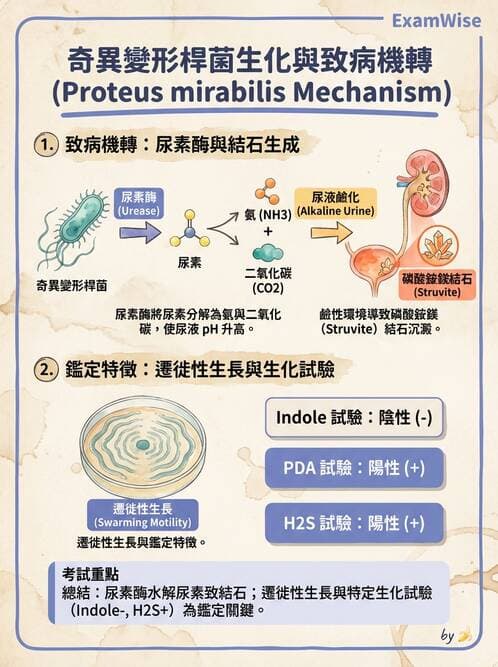 醫檢師 - 其他腸內菌科 - AI 圖文解析預覽