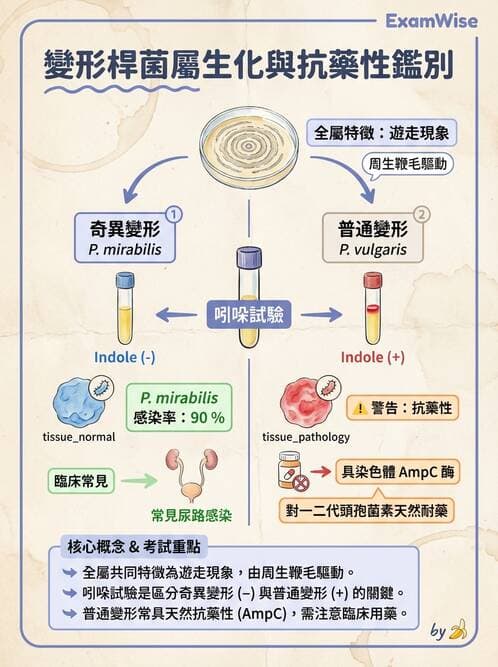 醫檢師 - 其他腸內菌科 - AI 圖文解析預覽