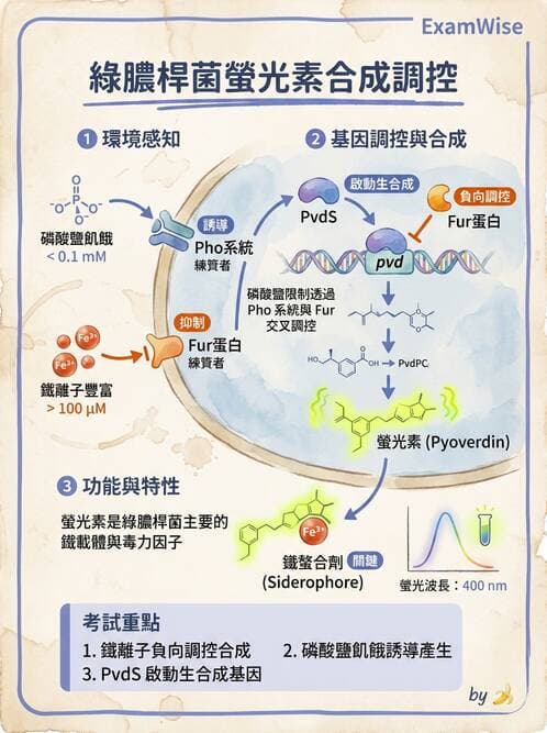 醫檢師 - 非發酵菌 - AI 圖文解析預覽