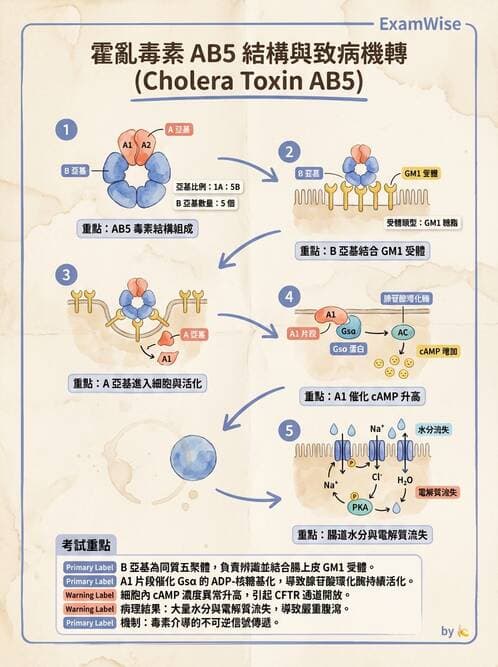 醫檢師 - 弧菌、氣單胞菌與彎曲菌 - AI 圖文解析預覽