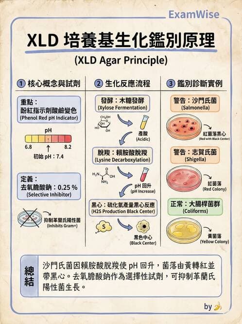 醫檢師 - 腸內菌鑑別方法與培養基 - AI 圖文解析預覽