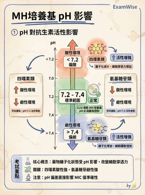 醫檢師 - 藥敏試驗方法 - AI 圖文解析預覽