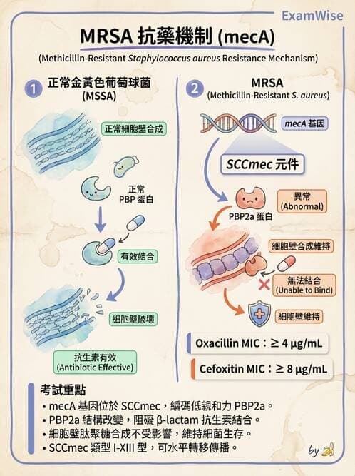醫檢師 - 抗藥性機制 - AI 圖文解析預覽