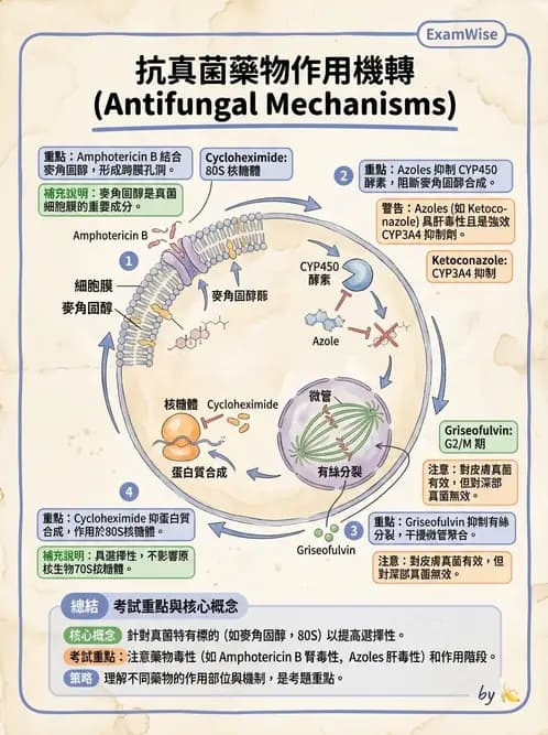 醫檢師 - 真菌診斷與治療 - AI 圖文解析預覽