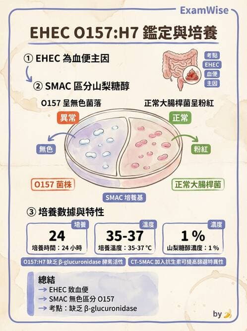 醫檢師 - 腸內菌鑑別方法與培養基 - AI 圖文解析預覽