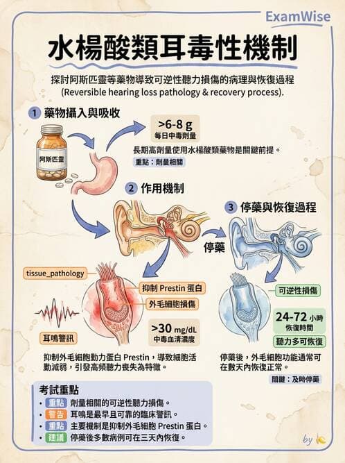 專師 - 健康促進與衛教理論 - AI 圖文解析預覽