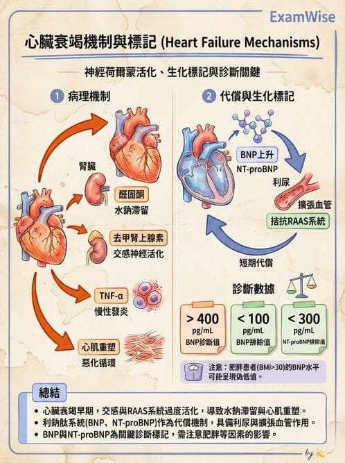 專師 - 心衰竭 - AI 圖文解析預覽