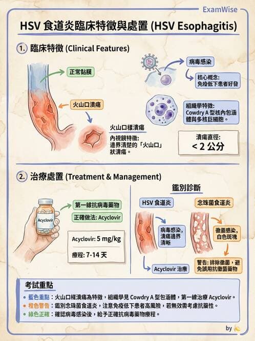 專師 - 上消化道 - AI 圖文解析預覽