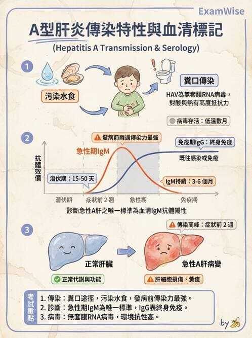 專師 - 肝炎與肝功能 - AI 圖文解析預覽