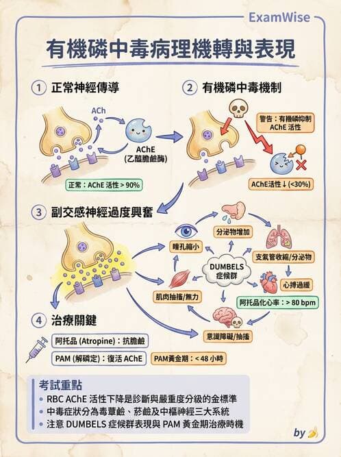 專師 - 中毒與重症照護 - AI 圖文解析預覽
