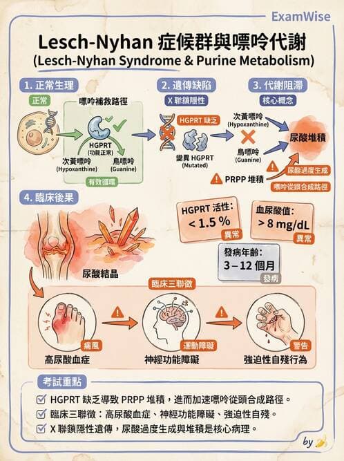 醫檢師 - 腎臟機能與代謝評估 - AI 圖文解析預覽