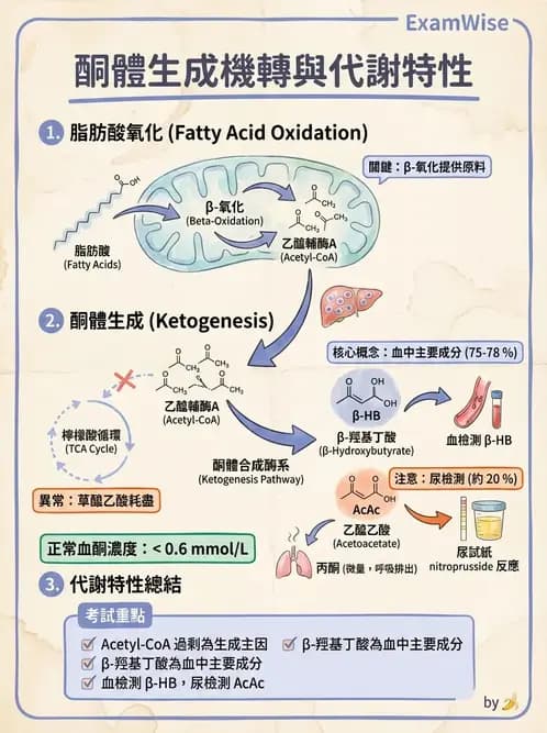 醫檢師 - 脂質代謝與酮體 - AI 圖文解析預覽
