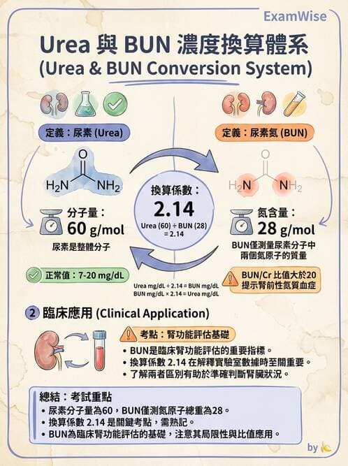 醫檢師 - 腎臟機能與代謝評估 - AI 圖文解析預覽