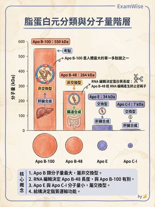 醫檢師 - 脂蛋白分類與臨床應用 - AI 圖文解析預覽