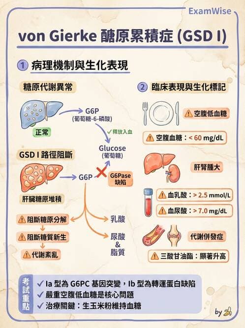 醫檢師 - 醣類代謝與糖尿病 - AI 圖文解析預覽