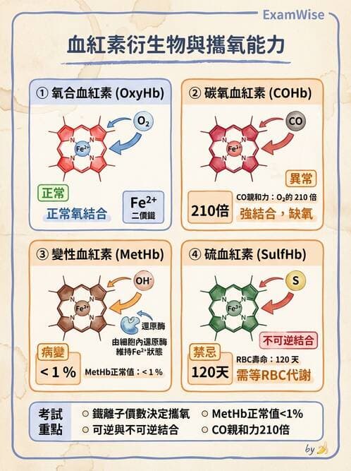 醫檢師 - 血液氣體分析及酸鹼平衡 - AI 圖文解析預覽
