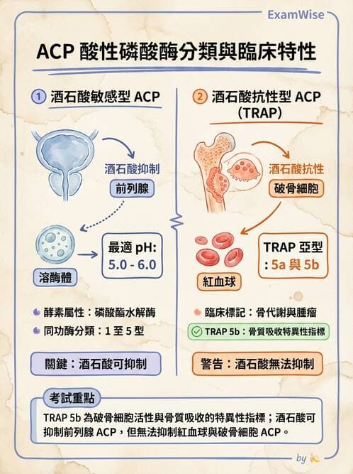 醫檢師 - 臨床酵素學基礎 - AI 圖文解析預覽