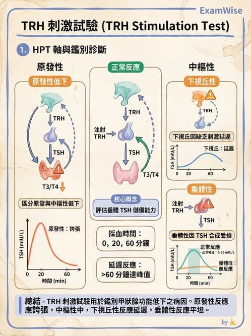 醫檢師 - 甲狀腺與垂體內分泌 - AI 圖文解析預覽