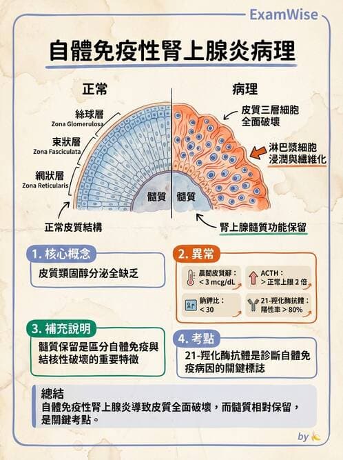 醫檢師 - 腎上腺與生殖內分泌 - AI 圖文解析預覽
