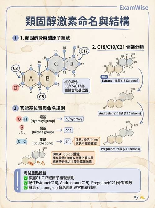 醫檢師 - 腎上腺與生殖內分泌 - AI 圖文解析預覽