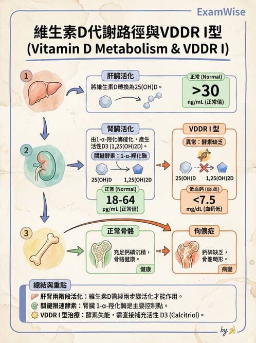 醫檢師 - 維生素 - AI 圖文解析預覽