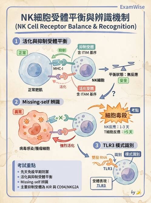 醫檢師 - 先天免疫與補體系統 - AI 圖文解析預覽