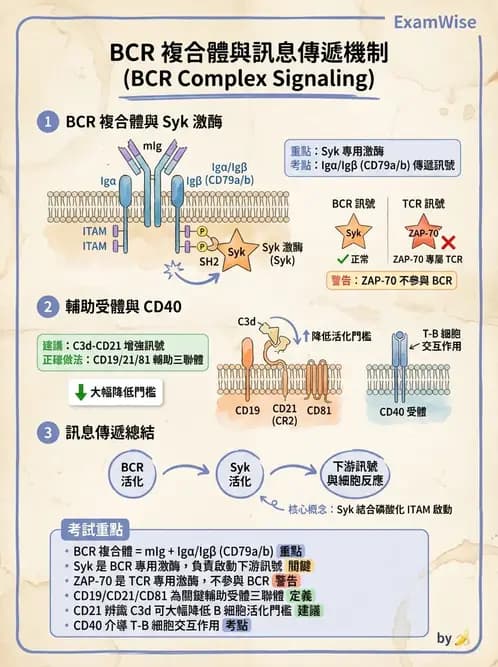 醫檢師 - B細胞發育與抗體生成 - AI 圖文解析預覽