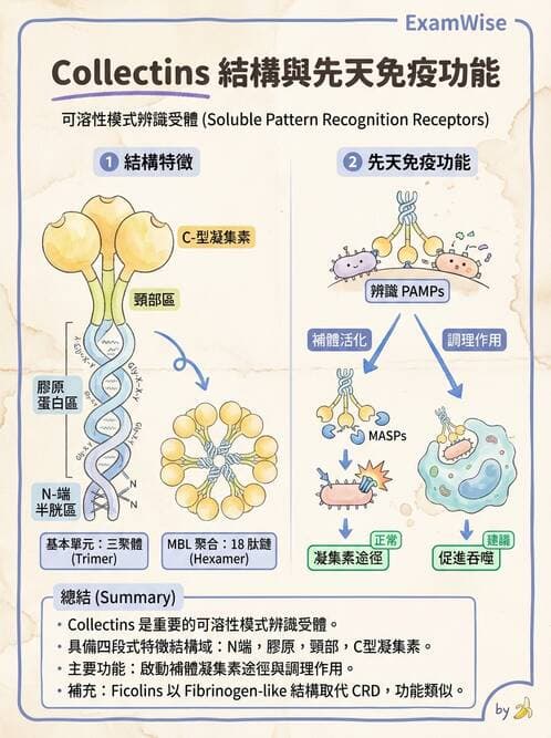 醫檢師 - 先天免疫與補體系統 - AI 圖文解析預覽