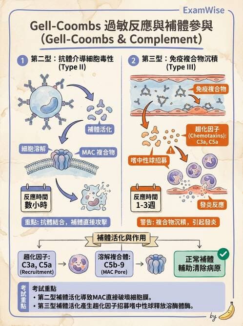 醫檢師 - 過敏反應及測試法 - AI 圖文解析預覽