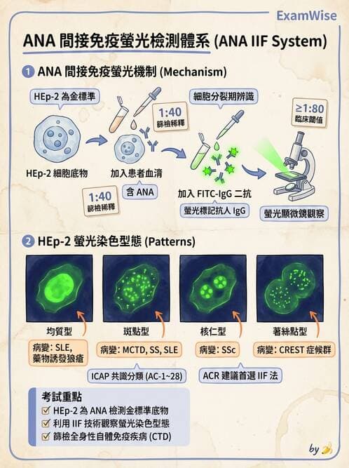 醫檢師 - 其他自體免疫疾病與自體抗體檢驗 - AI 圖文解析預覽