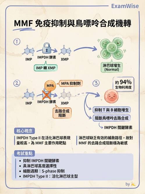 醫檢師 - 組織型與移植免疫學 - AI 圖文解析預覽
